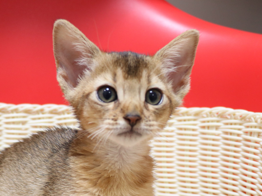 アビシニアンの子猫画像