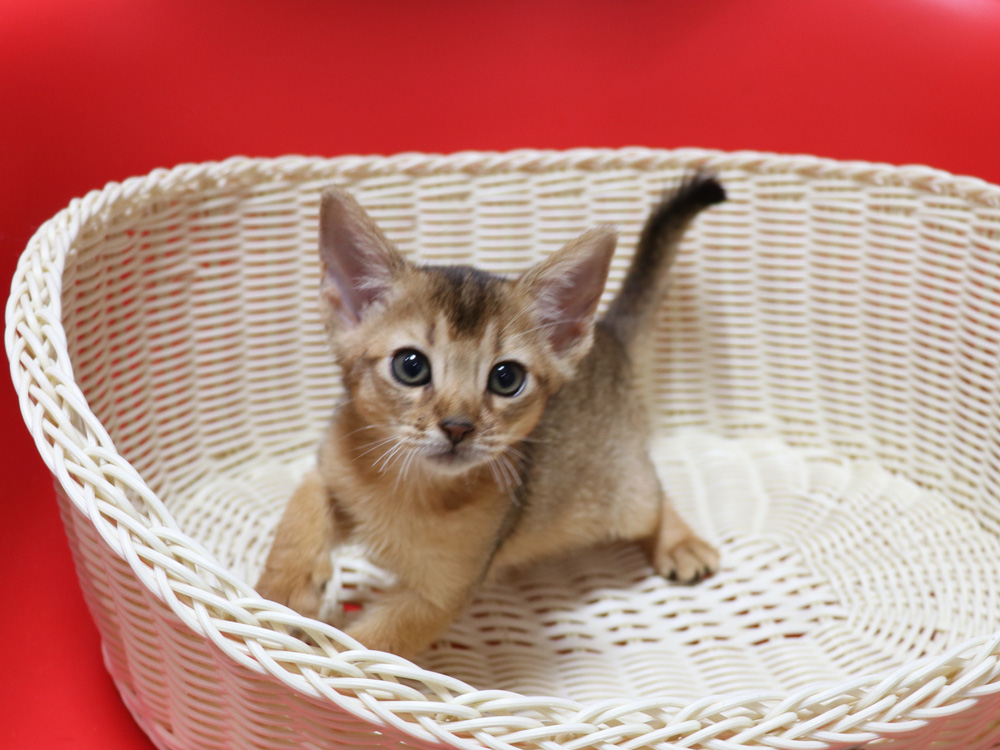 アビシニアンの子猫画像