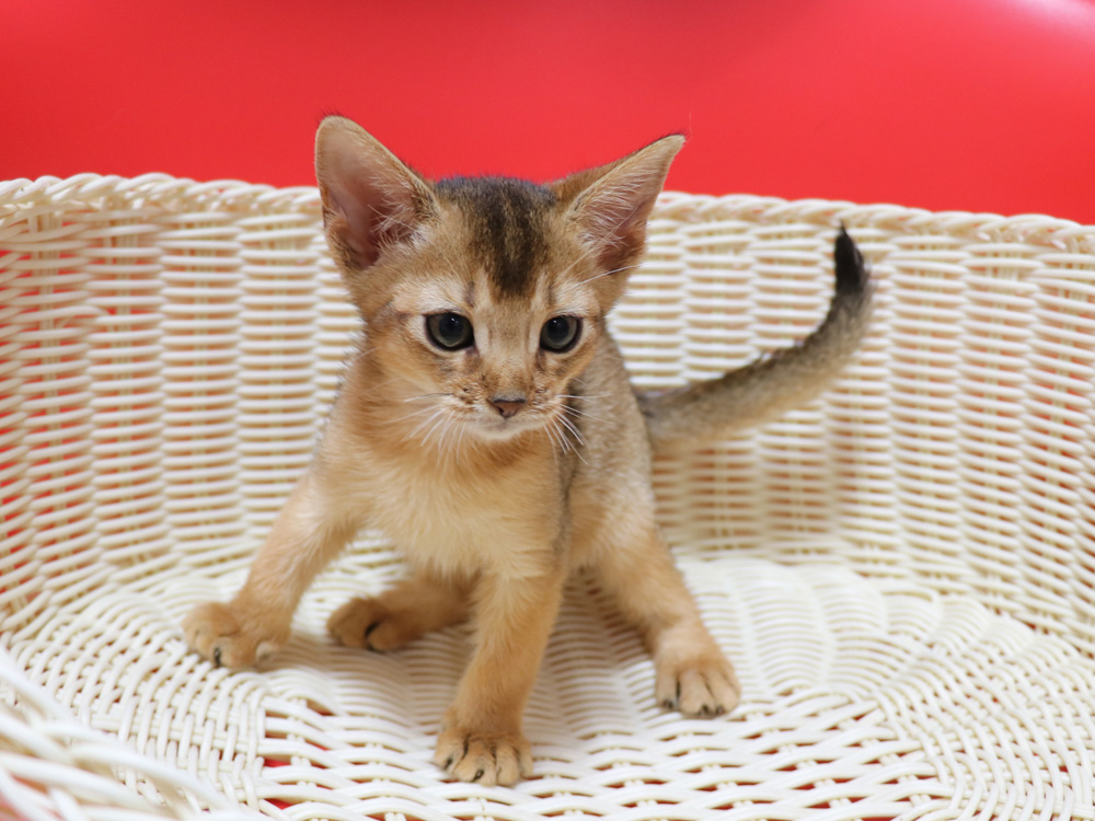 アビシニアンの子猫画像