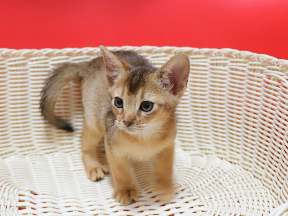 アビシニアンの子猫画像
