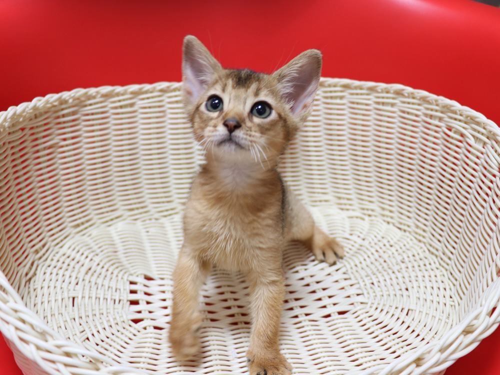 アビシニアンの子猫画像