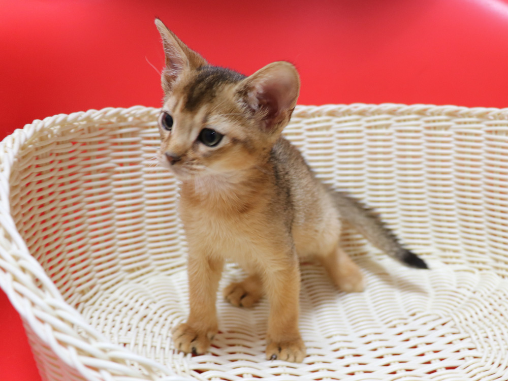 アビシニアンの子猫画像
