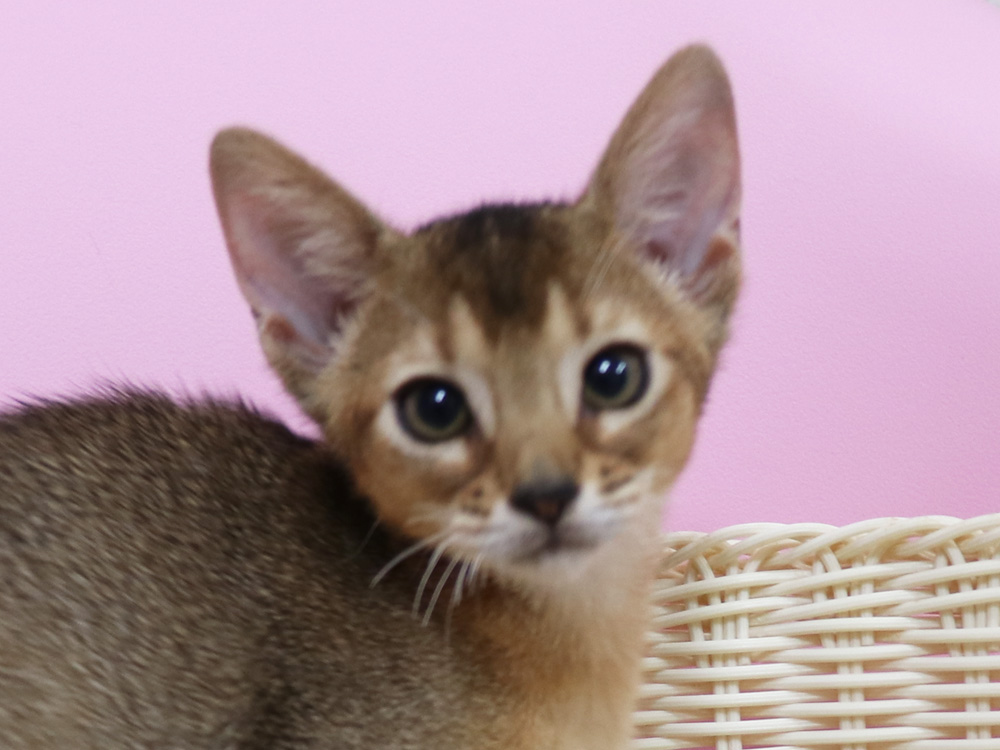 アビシニアンの子猫画像