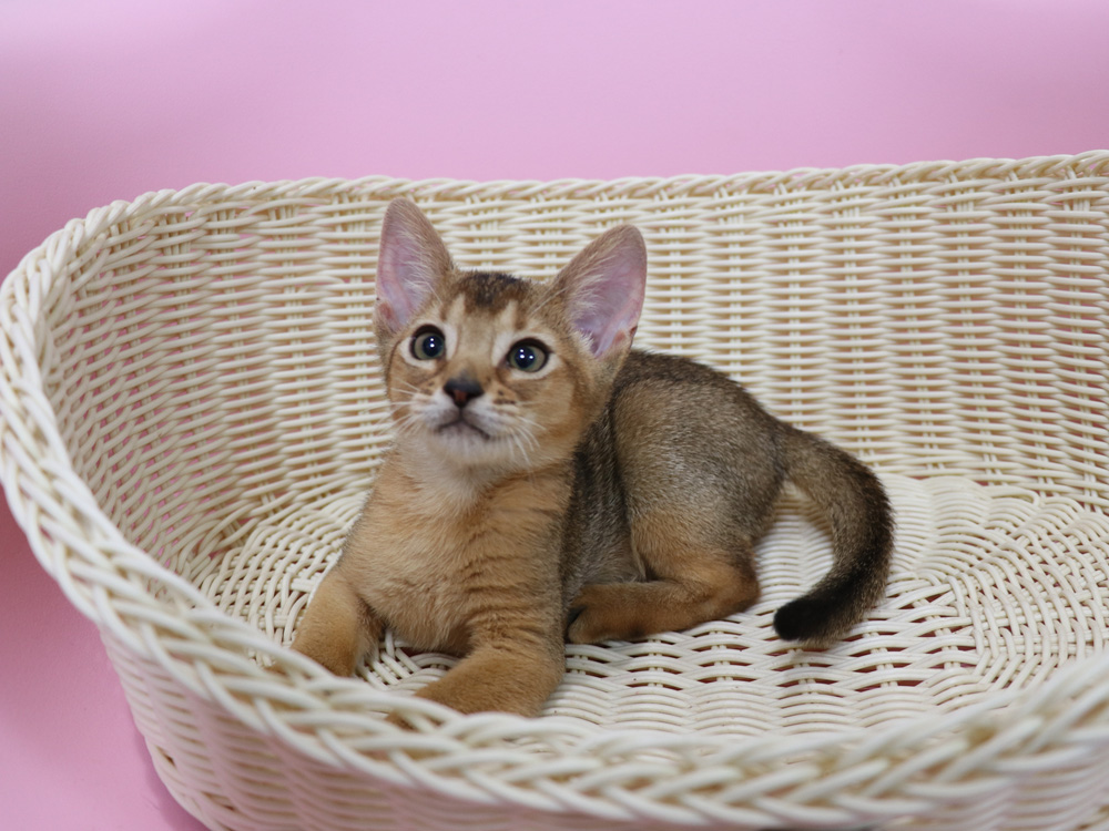 アビシニアンの子猫画像