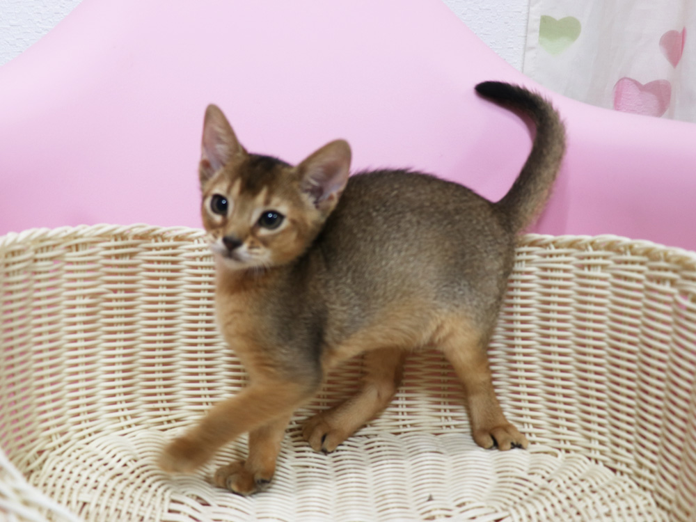 アビシニアンの子猫画像