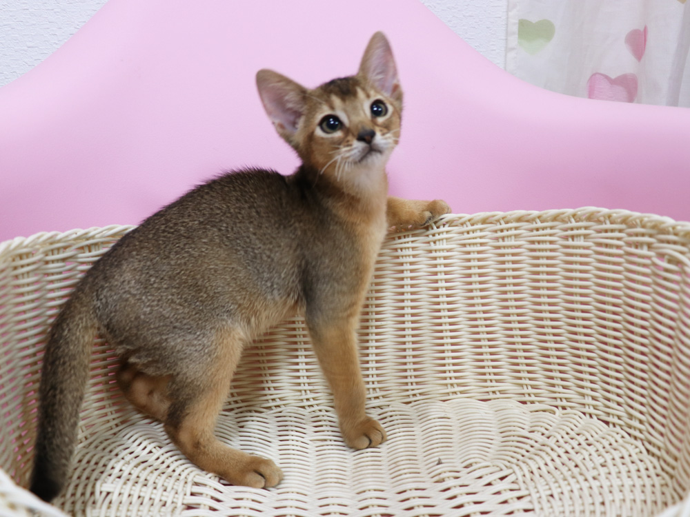 アビシニアンの子猫画像