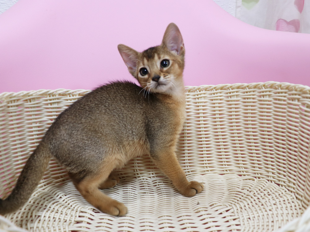 アビシニアンの子猫画像