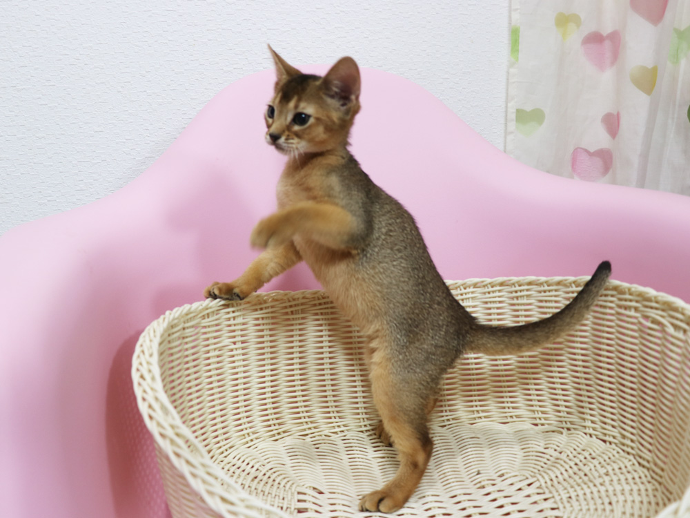 アビシニアンの子猫画像