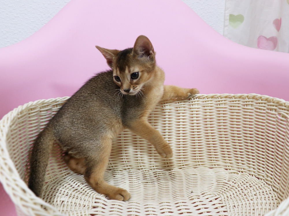 アビシニアンの子猫画像