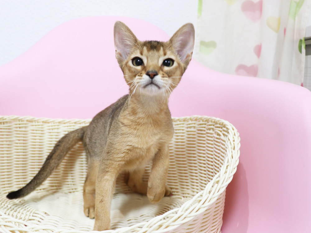 アビシニアンの子猫画像