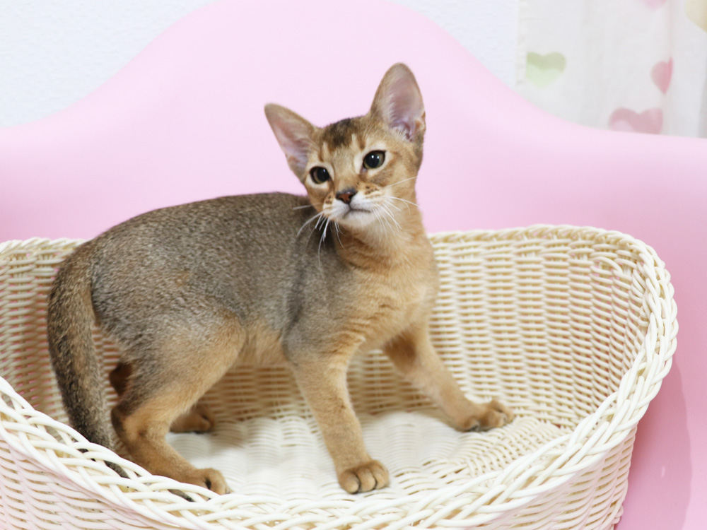 アビシニアンの子猫画像
