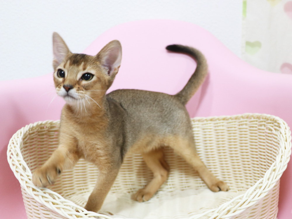 アビシニアンの子猫画像