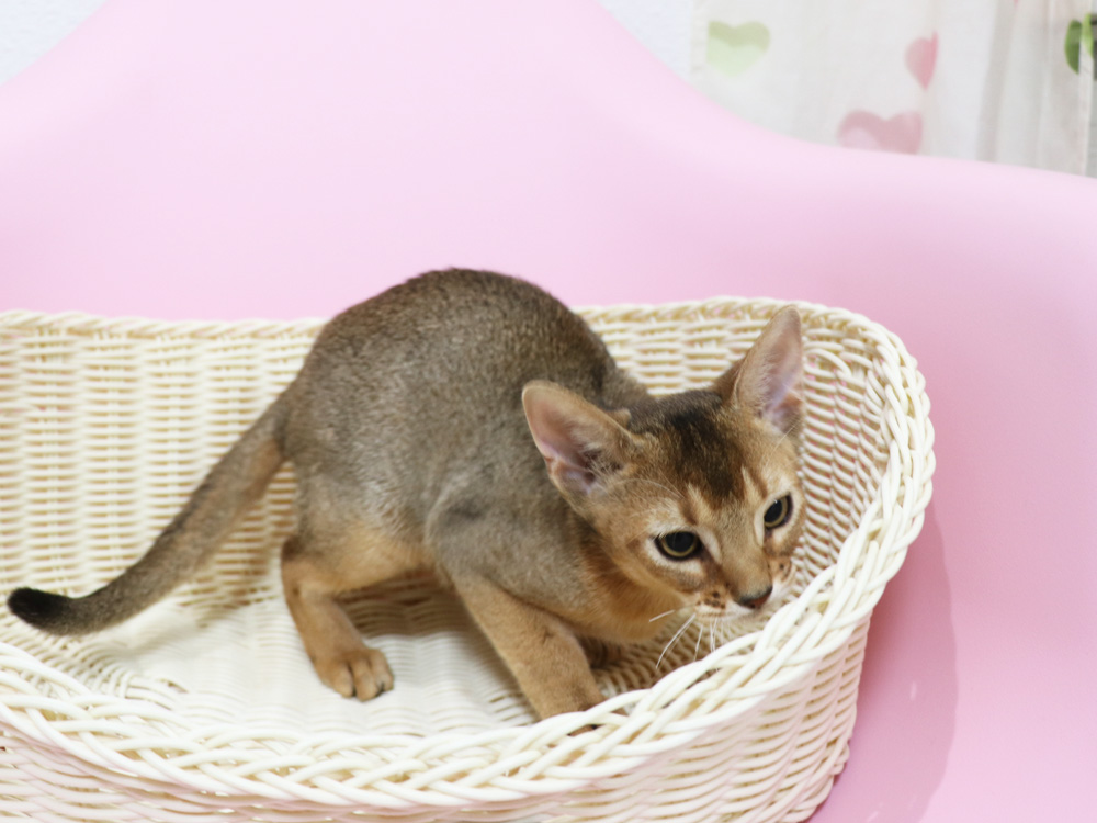 アビシニアンの子猫画像