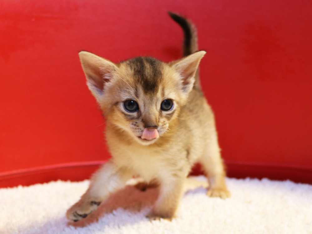 アビシニアンの子猫画像
