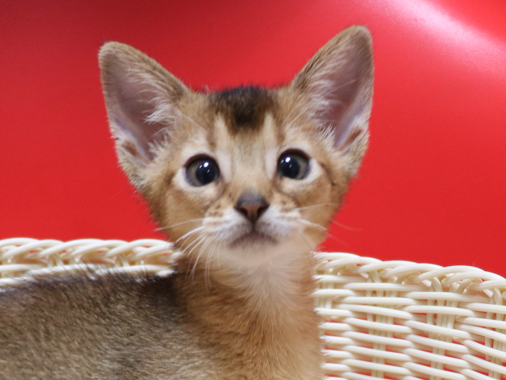 アビシニアンの子猫画像