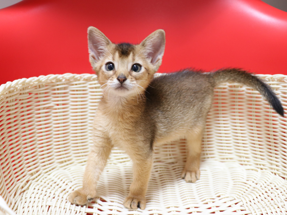 アビシニアンの子猫画像