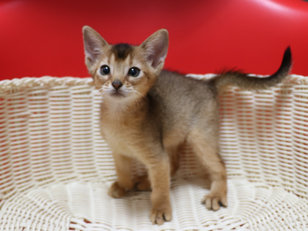 アビシニアンの子猫画像