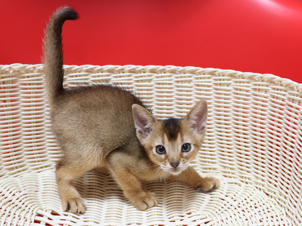 アビシニアンの子猫画像