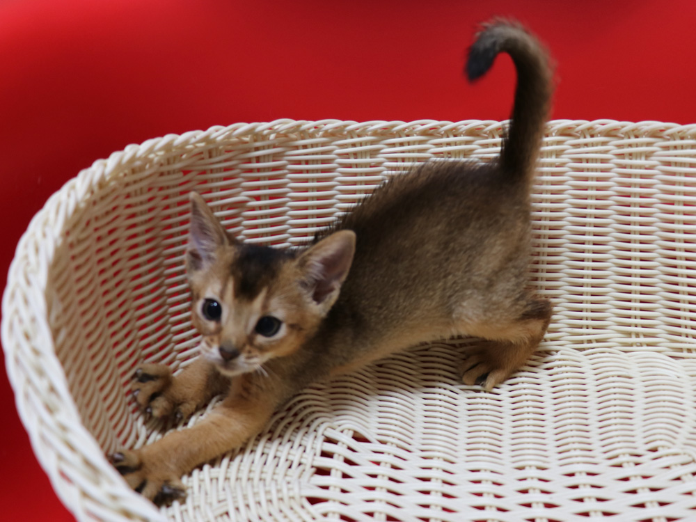 アビシニアンの子猫画像