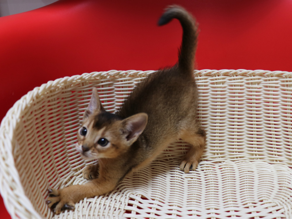 アビシニアンの子猫画像