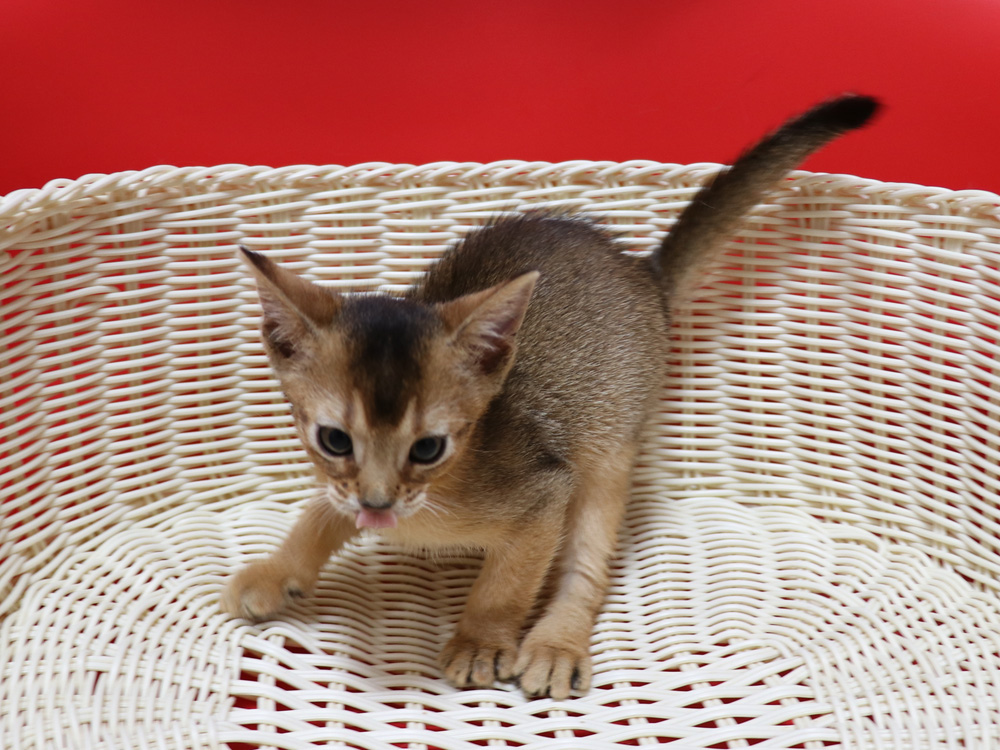 アビシニアンの子猫画像