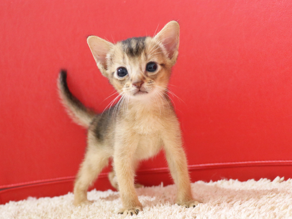 アビシニアンの子猫画像