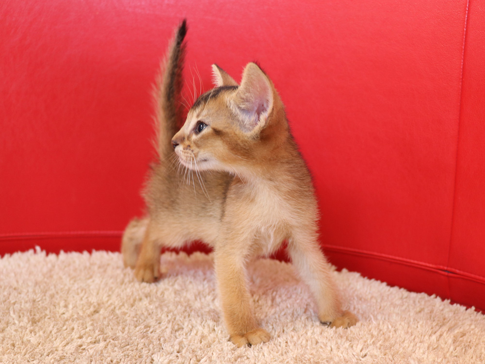 アビシニアンの子猫画像