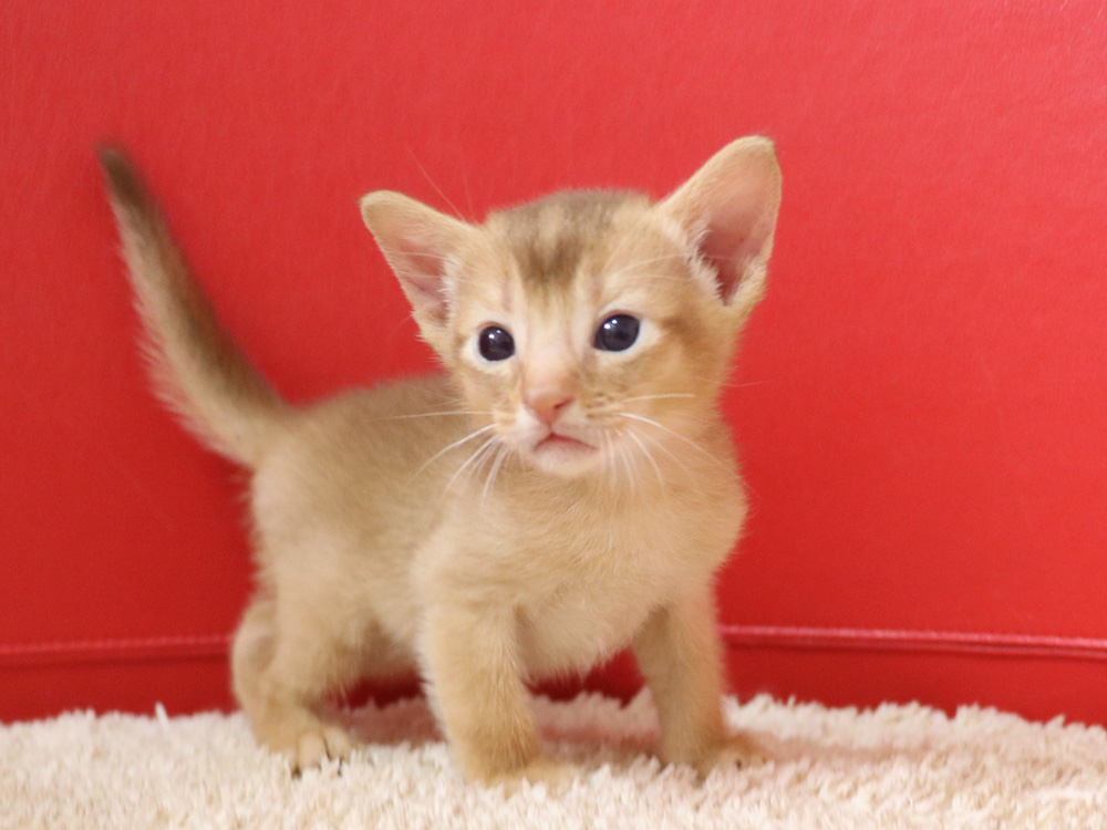 アビシニアンの子猫画像