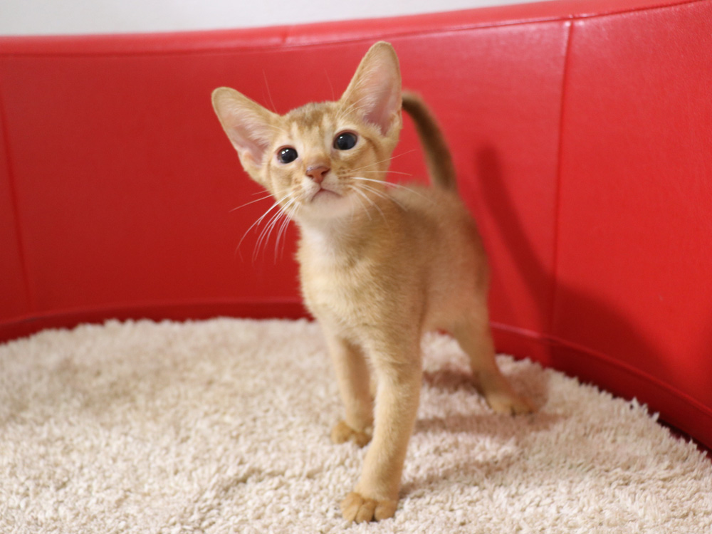 アビシニアンの子猫画像