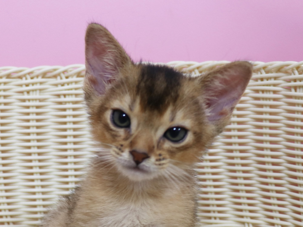 アビシニアンの子猫画像