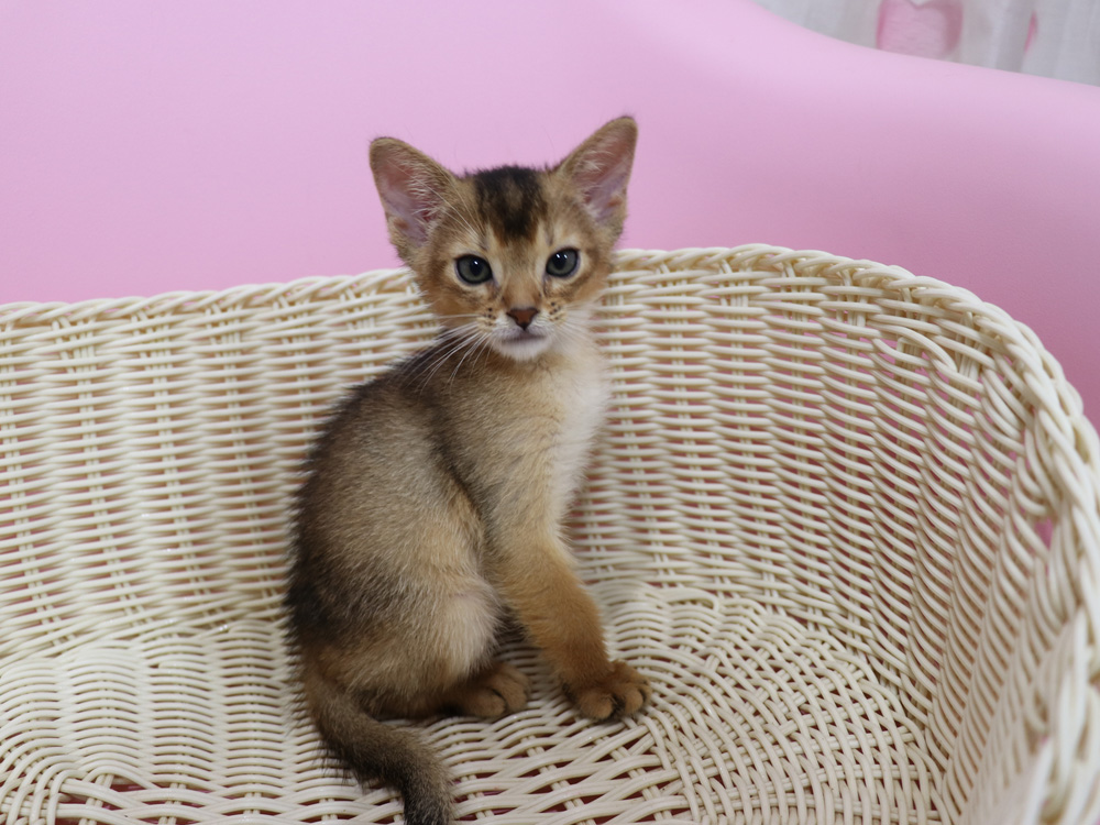 アビシニアンの子猫画像