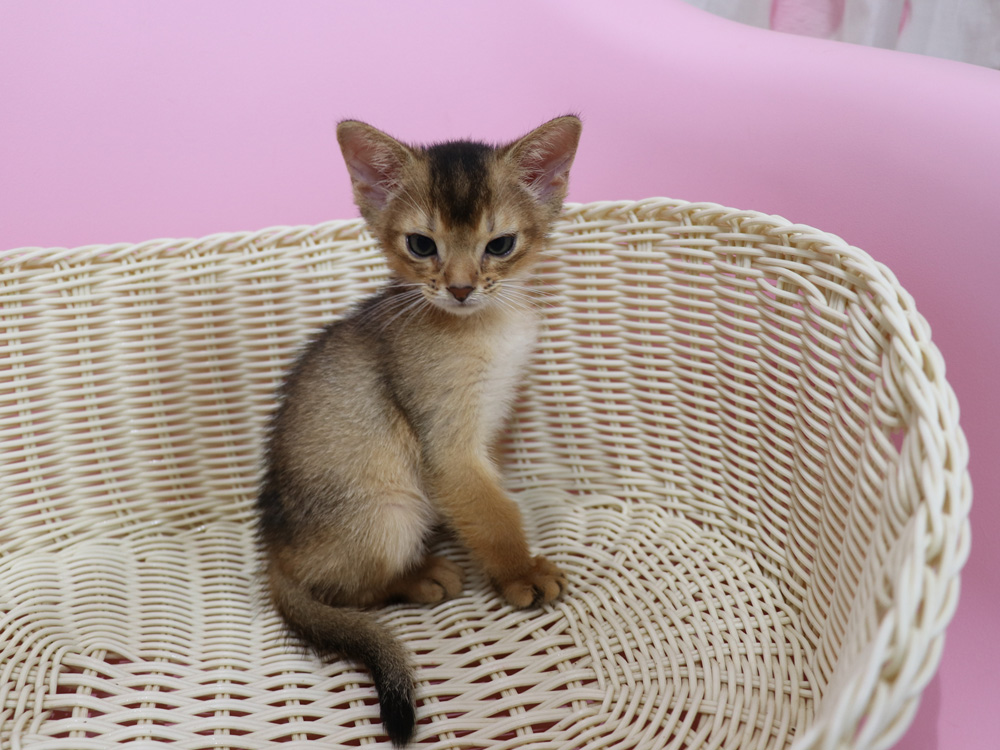 アビシニアンの子猫画像