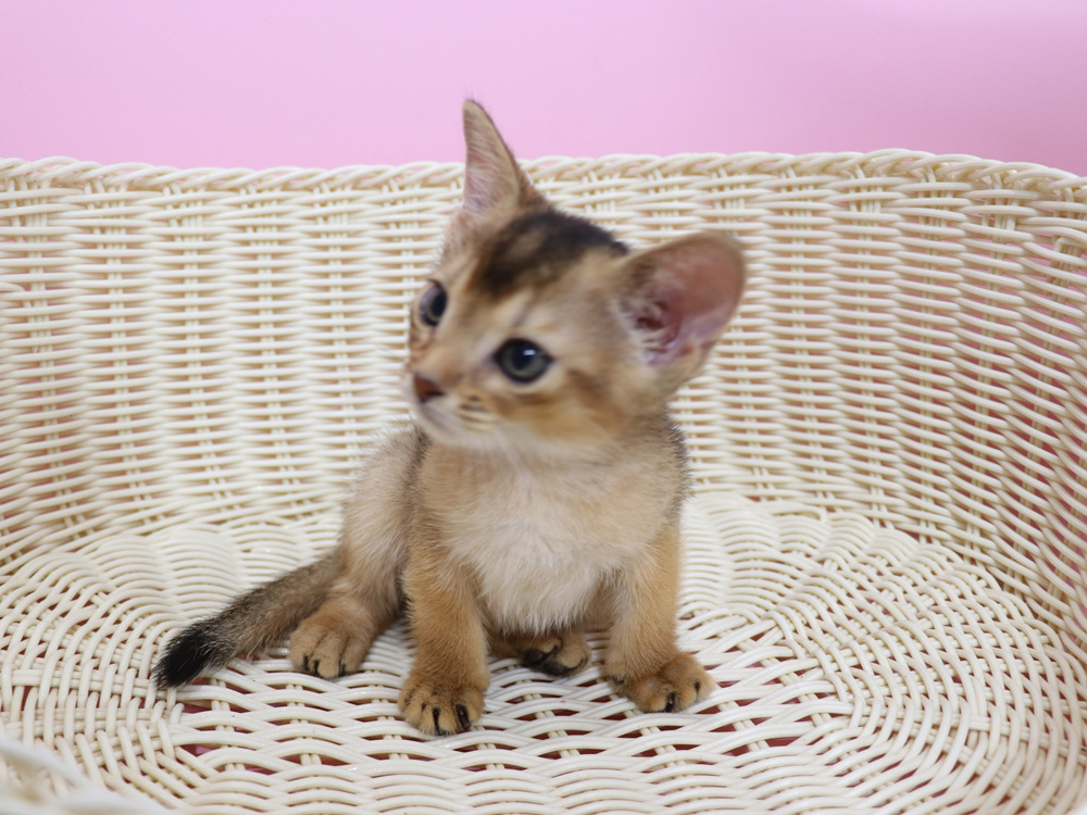 アビシニアンの子猫画像