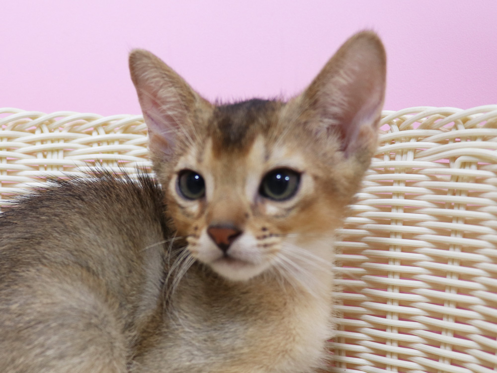アビシニアンの子猫画像