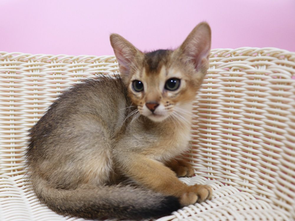アビシニアンの子猫画像