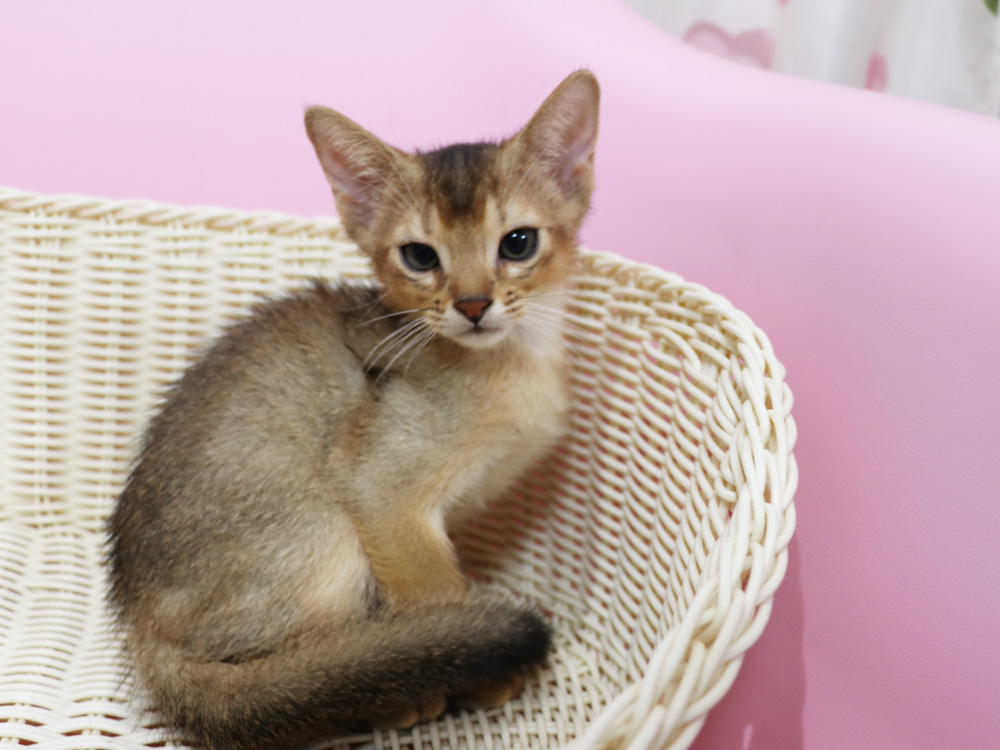 アビシニアンの子猫画像