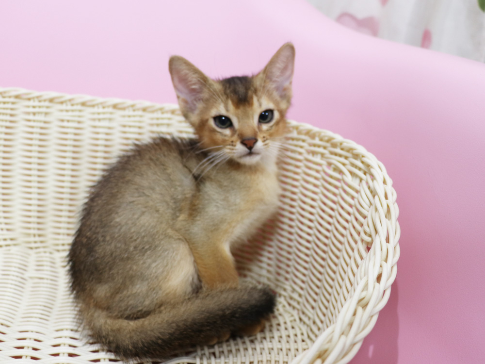 アビシニアンの子猫画像