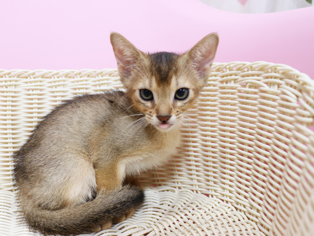 アビシニアンの子猫画像