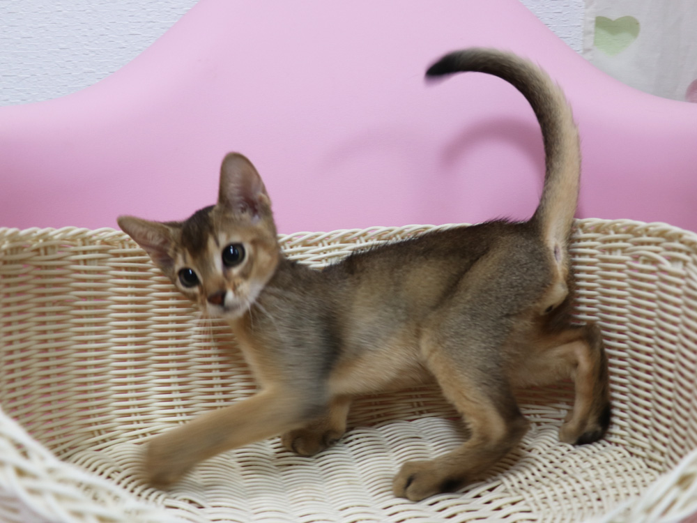 アビシニアンの子猫画像