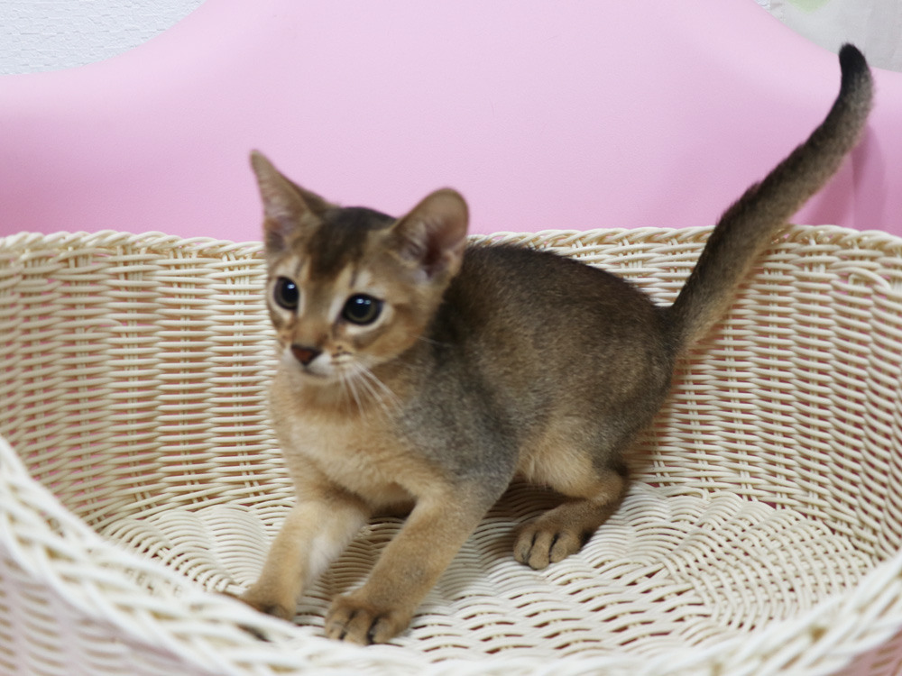 アビシニアンの子猫画像