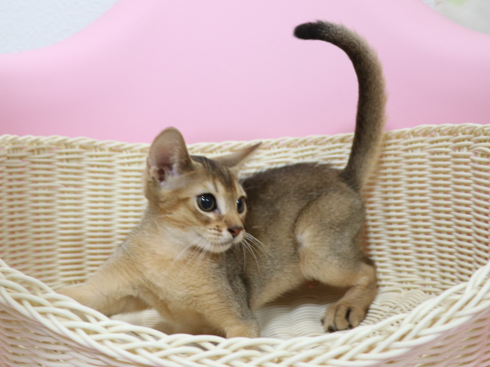 アビシニアンの子猫画像