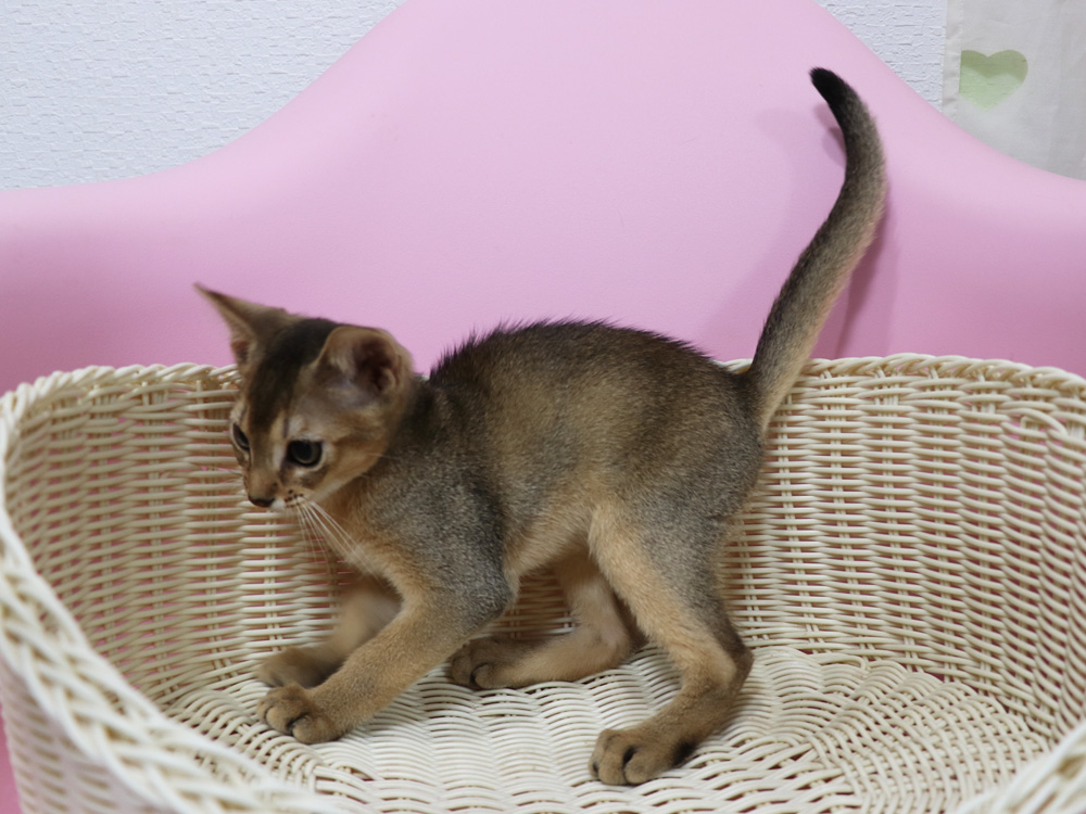 アビシニアンの子猫画像