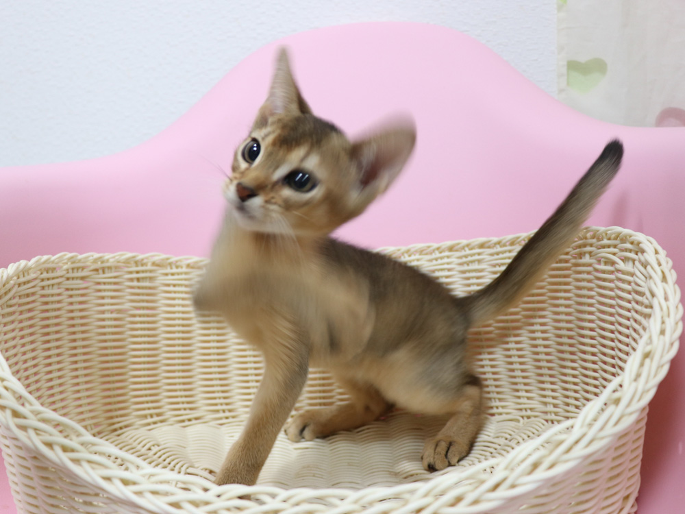 アビシニアンの子猫画像