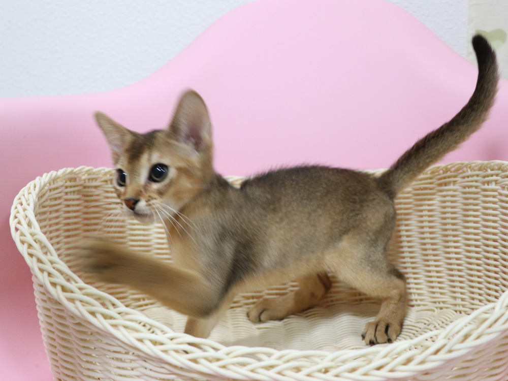 アビシニアンの子猫画像