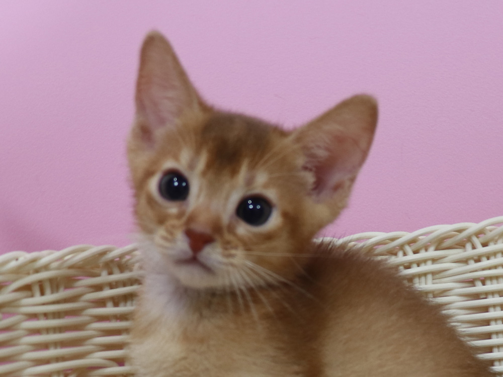 アビシニアンの子猫画像