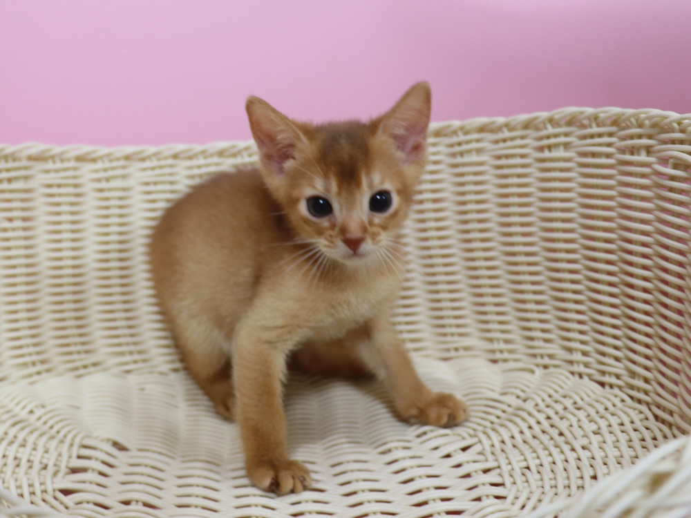 アビシニアンの子猫画像