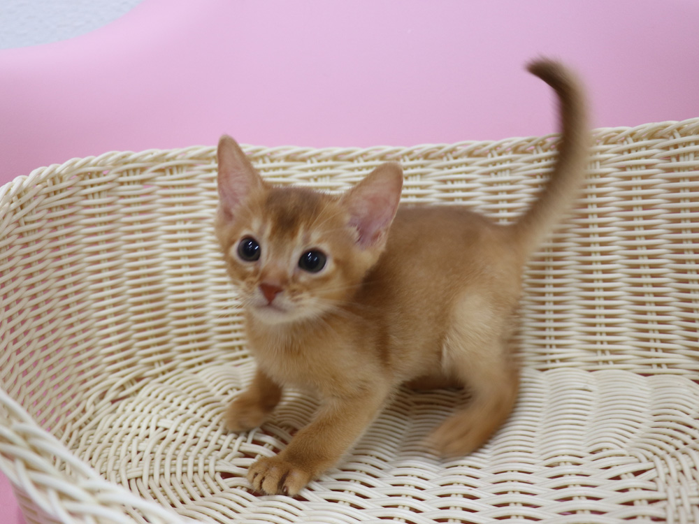 アビシニアンの子猫画像