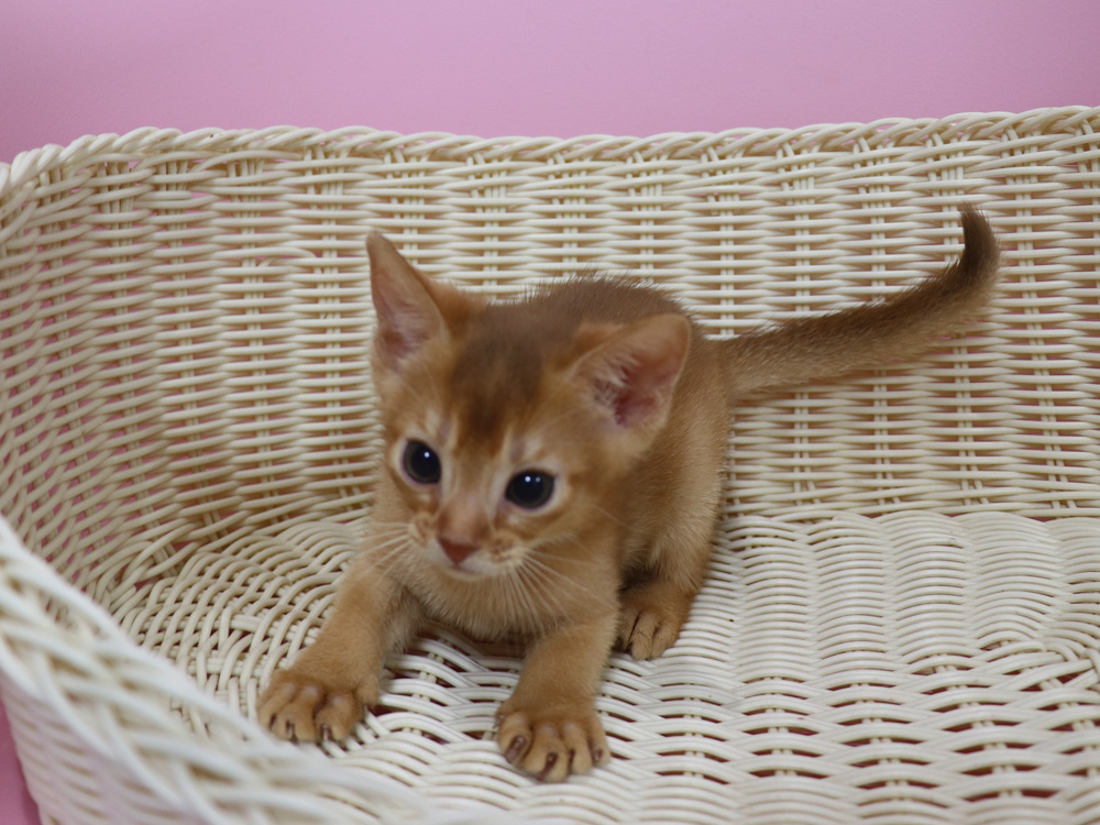 アビシニアンの子猫画像