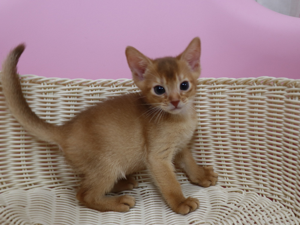 アビシニアンの子猫画像