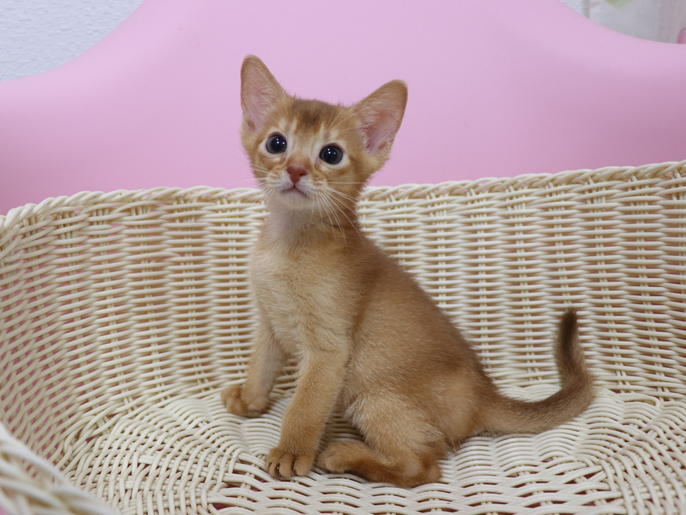 アビシニアンの子猫画像